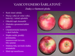 V řadě za hrušněma. První zralé. Opadalo jako první.