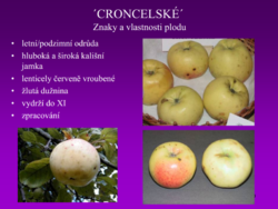 Mladší stromek. Ostříhaný. Vedle trnky.
